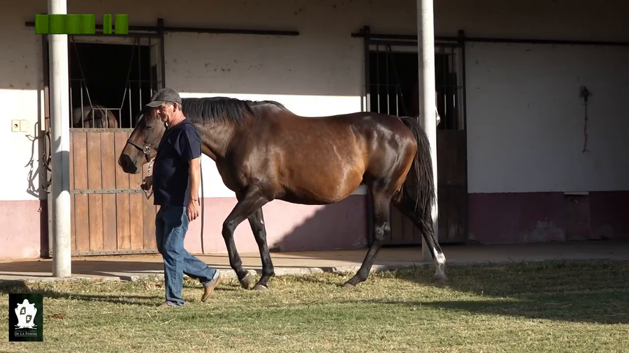 Lote Toda Una Señorita (Arg)