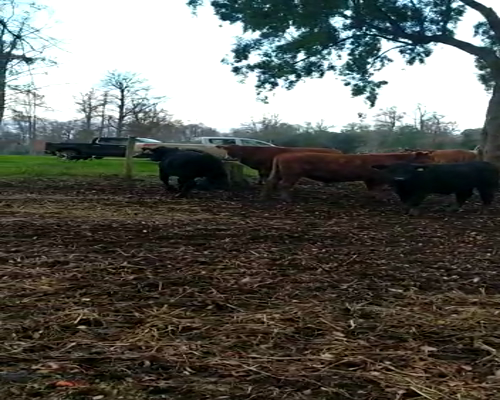 Lote 55 Novillo Engorda en Paillaco, XIV Región Los Ríos