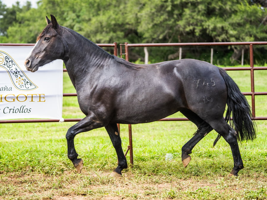 Lote SIRIGOTE NOCHERA