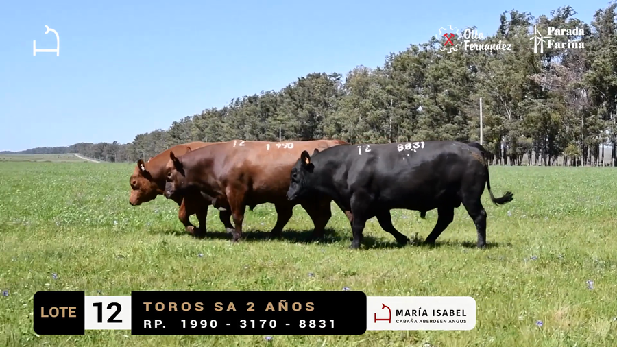 Lote LOTE 12