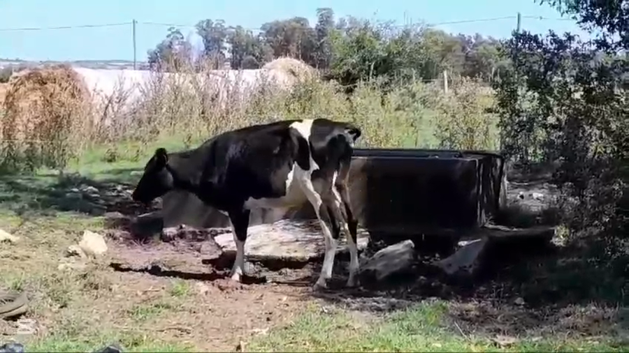 Lote VACAS INDUSTRIA