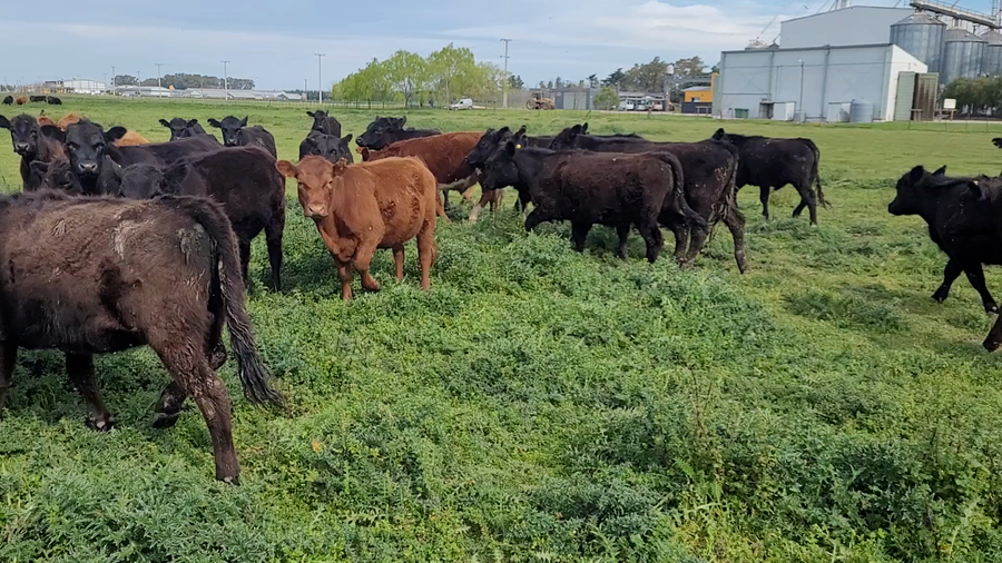 Lote 50 Novillitos en Brandsen, Buenos Aires