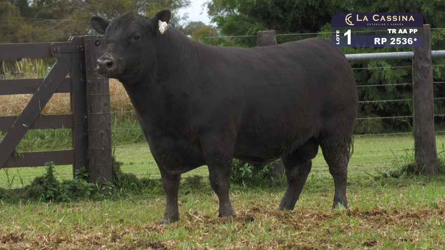 Lote TORO ABERDEEN ANGUS PURO PEDIGREE