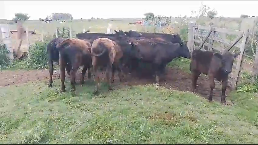 Lote (Vendido)10 Terneros y Terneras AA a remate en Pantalla Camy en Mundo Azul