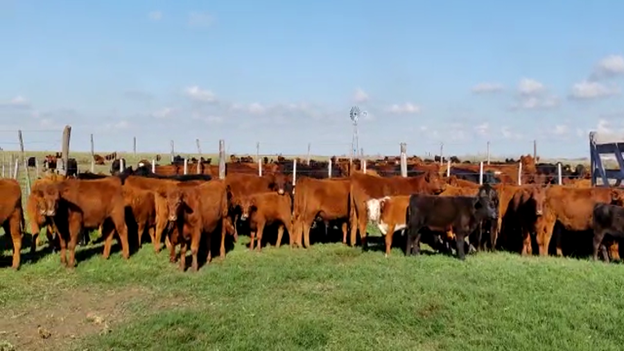 Lote 100 Terneros en Buenos Aires, Gral. Lamadrid