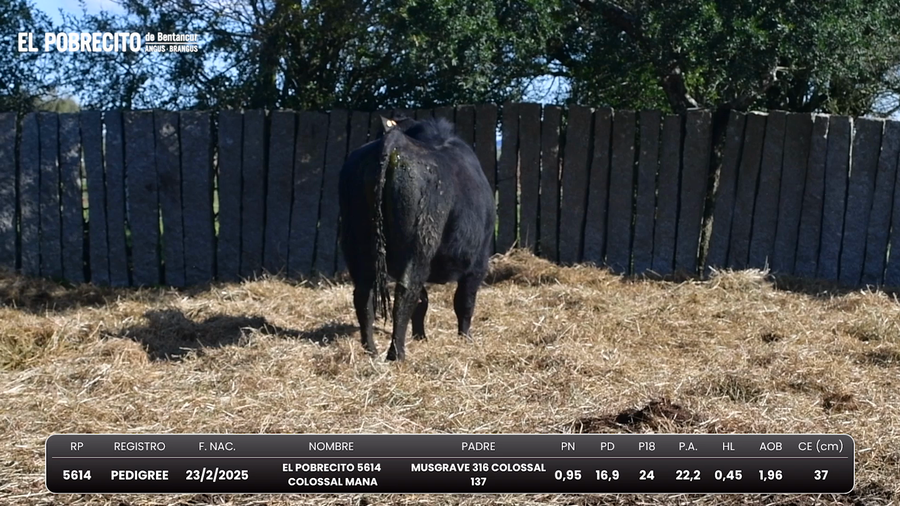 Lote Toros Angus
