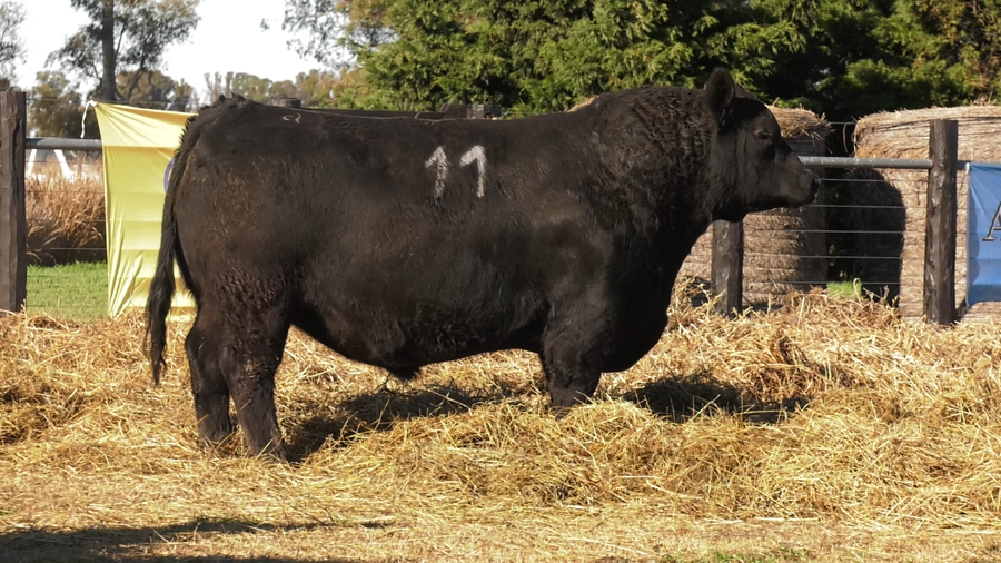 Lote TOROS ANGUS PURO CONTROLADO