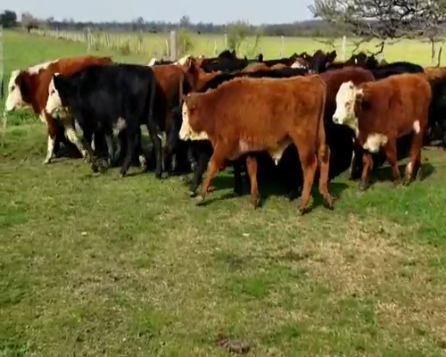 Lote 69 Terneros/as en Villaguay, Entre Ríos