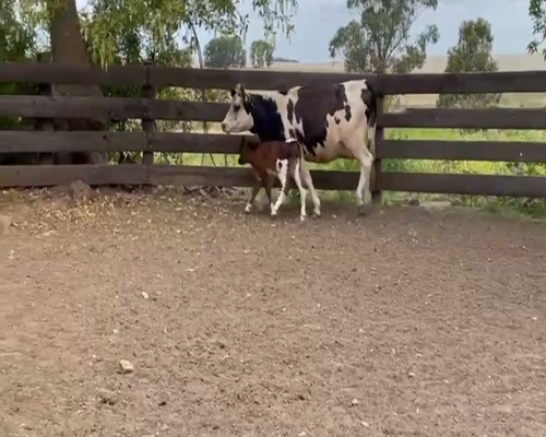 Lote (Vendido)2 Piezas de cría HOLANDO a remate en 2da Pantalla ENTRE MARTILLOS en CARRETA QUEMADA