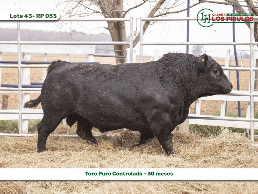 Lote TOROS PUROS CONTROLADOS - 22/24 meses