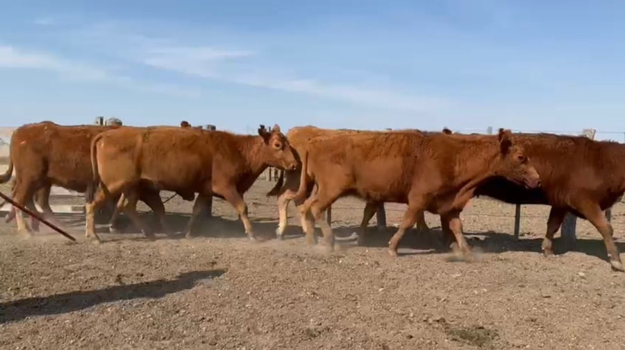 Lote Estancia La Amalita