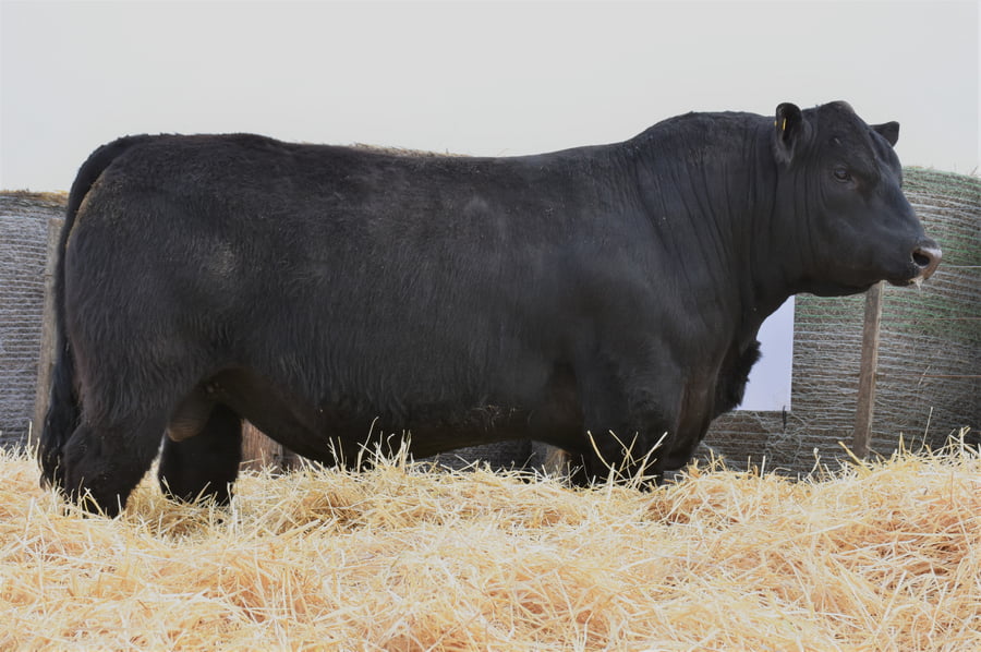 Lote TOROS PC