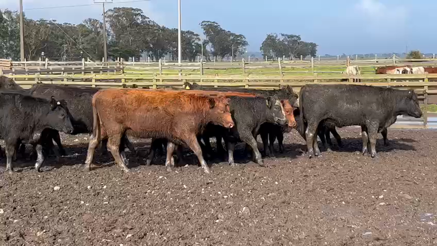 Lote 20 Vaquilla Gorda en Saavedra, IX Región Araucanía