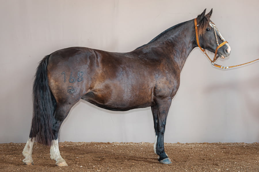 Lote Rincon La Martina - Cabaña La Higuera