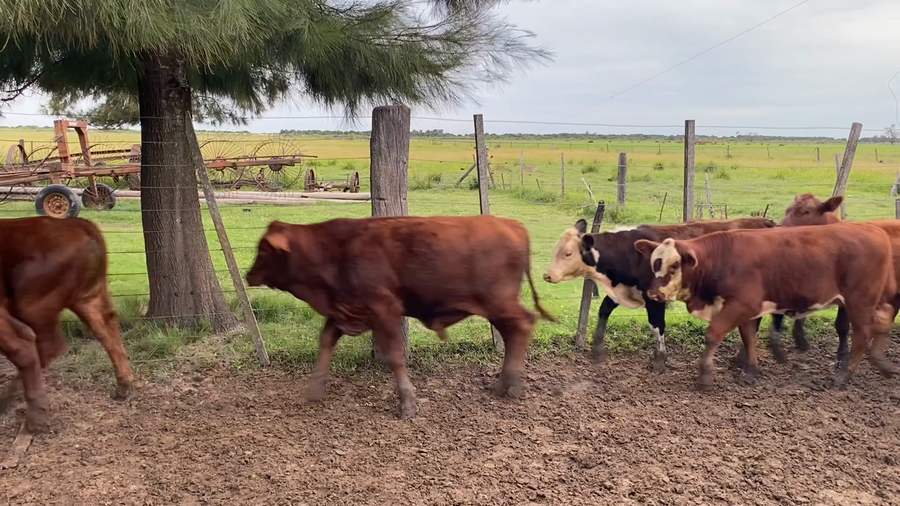 Lote 25 Terneros/as Braford en Virginia, Santa Fe