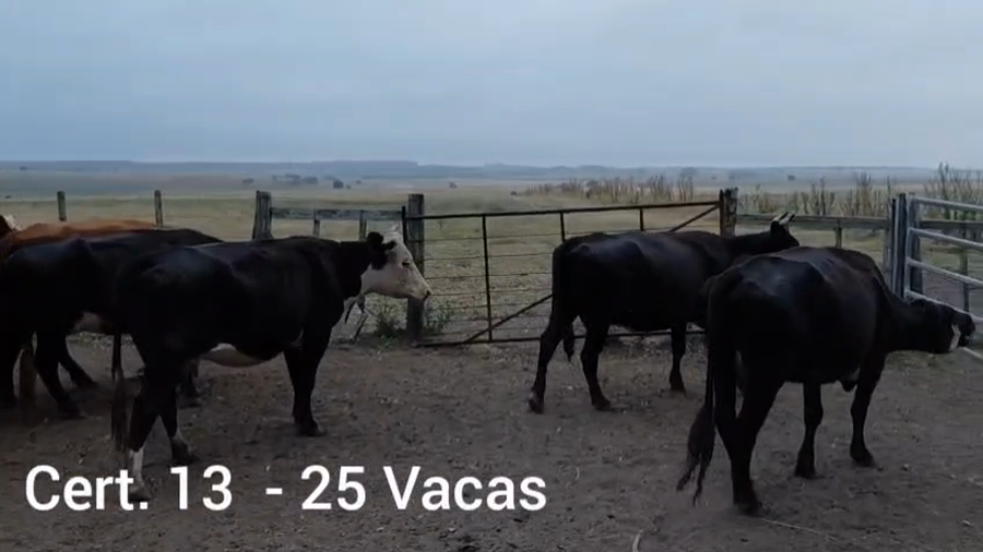 Lote VACAS