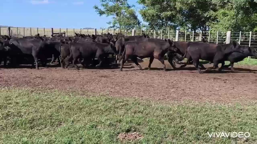 Lote 65 Novillitos