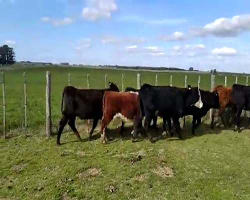 Lote 10 Vaquillonas en Soriano