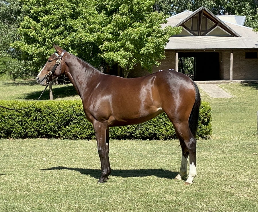 Lote FAX ZURI (SOUTH LAKE-FAX ZETA)