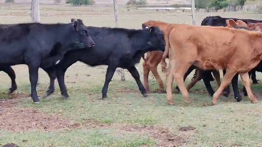 Lote 15 Terneras a remate en Pantalla Camy - Aniversario 31 Años 150kg - , San José