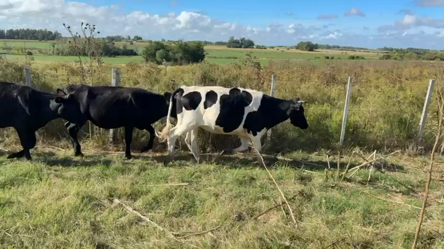 Lote NOVILLOS 1 a 2 AÑOS