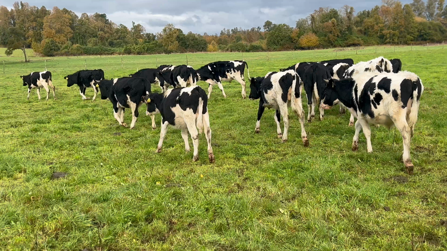 Lote 34 Ternero en Río Bueno, XIV Región Los Ríos