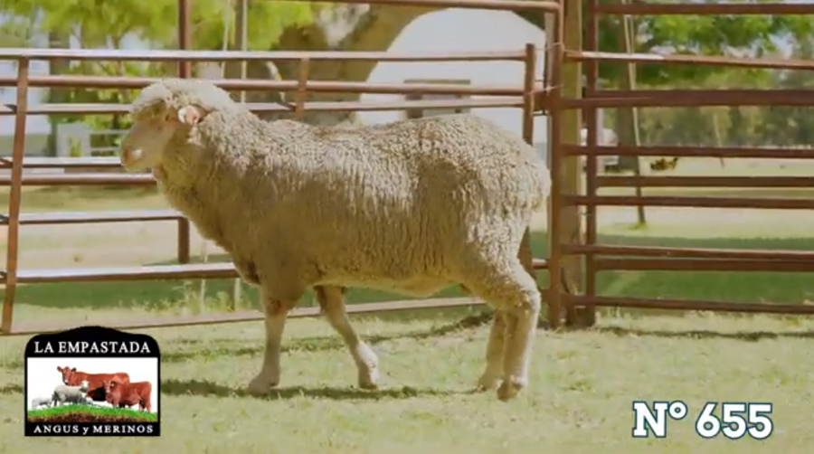 Lote Merino Australiano