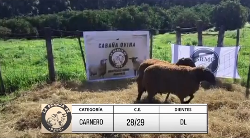 Lote CARNEROS "GRANJA DE PEPO"