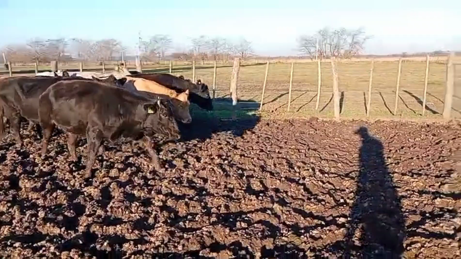 Lote 10 Vacas usadas preñadas