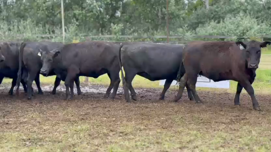 Lote 10 Vaquillonas preñadas