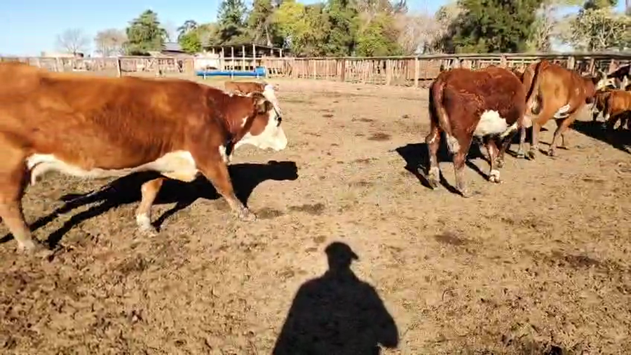 Lote 60 Vacas nuevas C/ cria en Entre Ríos, San José de Feliciano