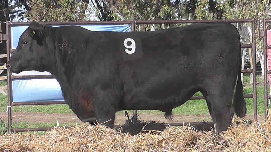 Lote ANGUS PURO CONTROLADO