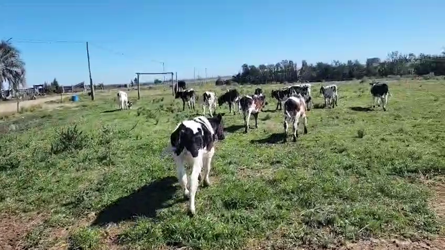 Lote 15 Terneros a remate en Pantalla Aniversario - Escritorio Camy, San José