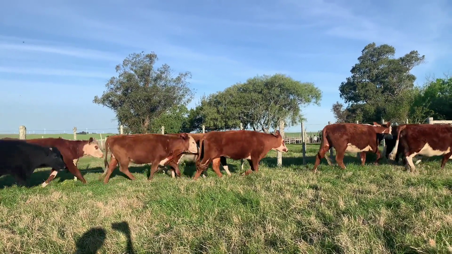 Lote 50 Terneros en Maldonado, José Ignacio
