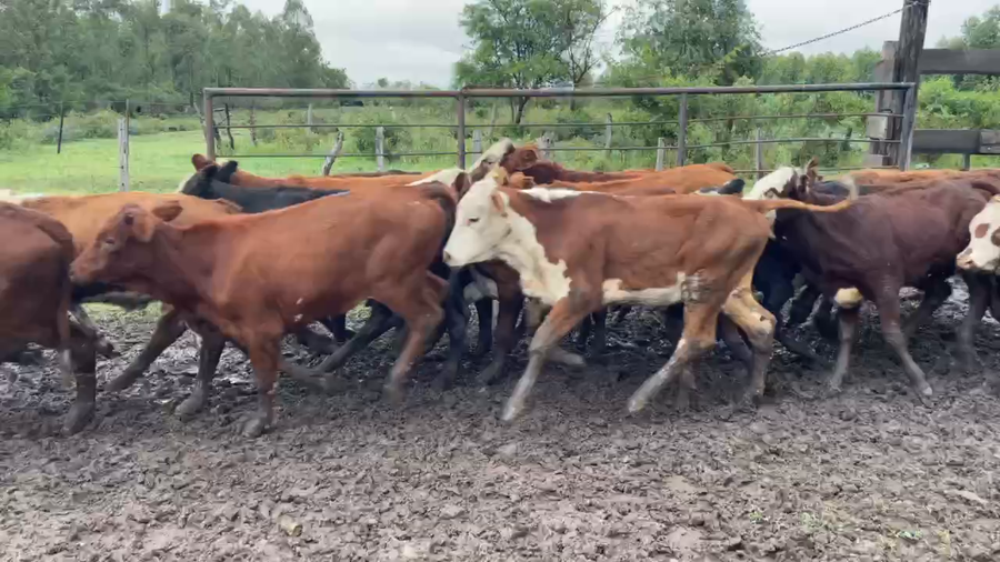 Lote 70 Terneros/as en Bella Vista, Corrientes