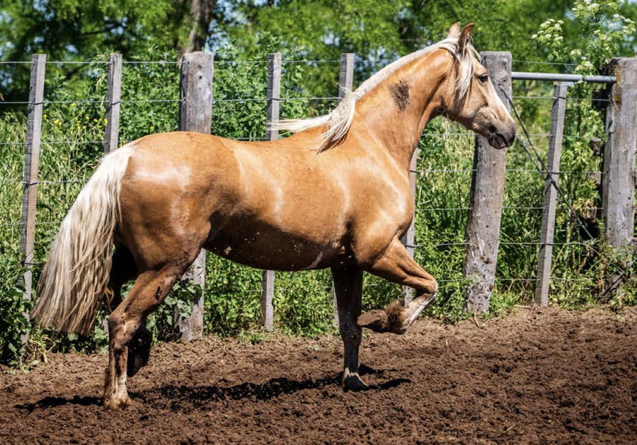 Lote DEL OESTE COPA LLENA