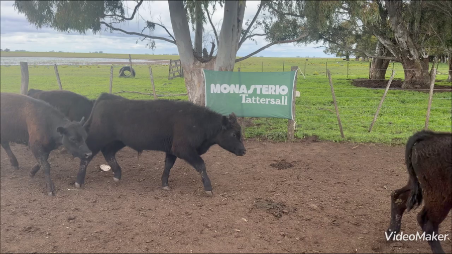 Lote 31 Terneros en Buenos Aires, Adolfo Gonzales Chaves