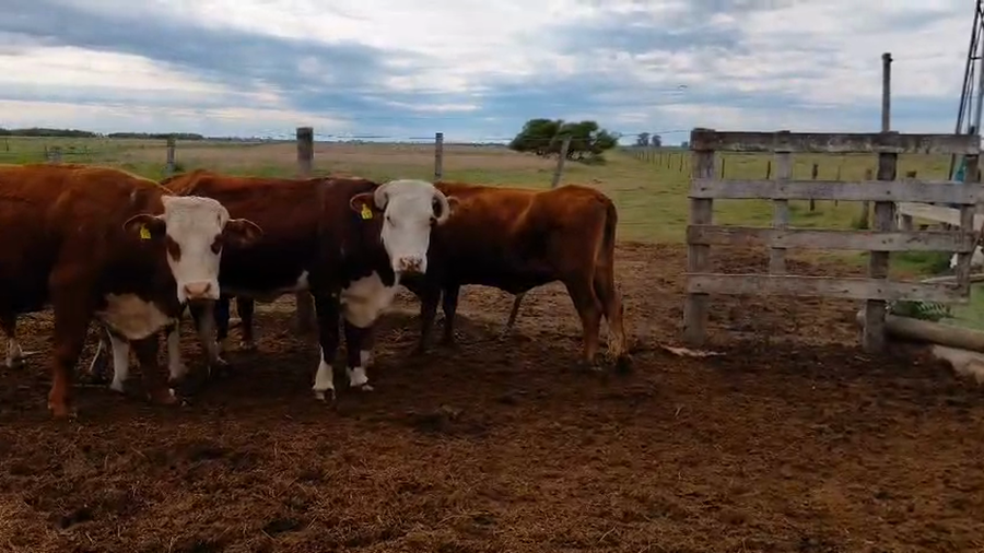 Lote 5 Vacas Braford preñadas en Sunchales, Santa Fe