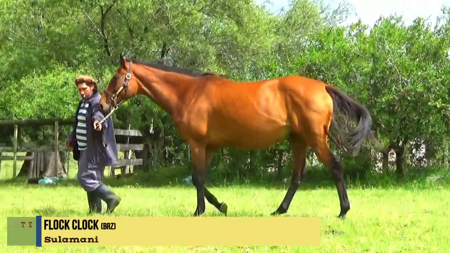 Lote FLOCK CLOCK (BRZ)