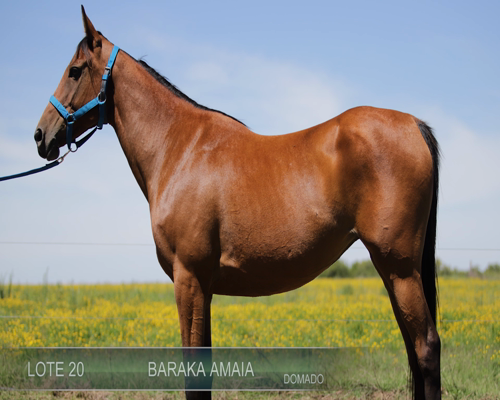 Lote BARAKA AMAIA