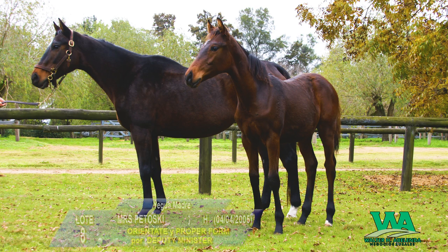 Lote MRS PETOSKI (Usa)