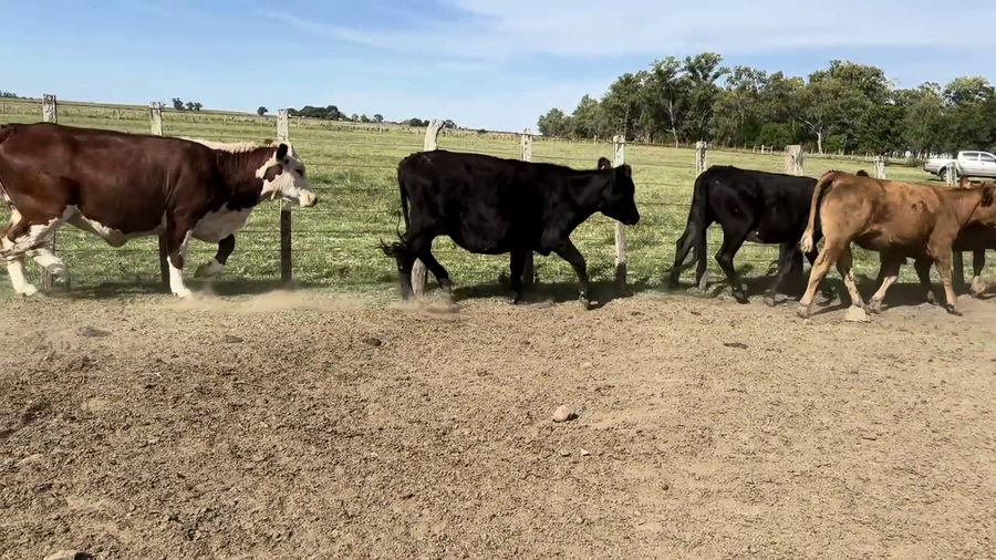 Lote VAQUILLONAS/VACAS ENTORADAS