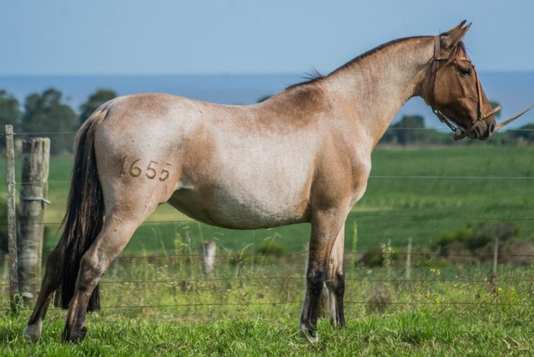 Lote CONSTANCIA RECONOCIDA 1655