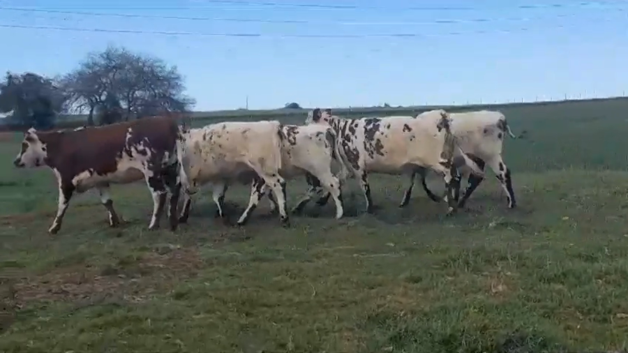 Lote 5 Vaquillonas 1 a 2 años NORMANDO a remate en Remate Presencial en OMBUES DE LAVALLE