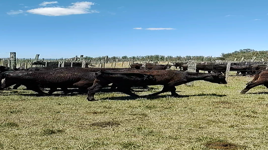 Lote 14 Vaquillonas 1 a 2 años en Tupambaé, Cerro Largo