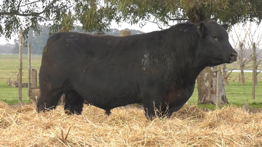 Lote TOROS PUROS POR CRUZA