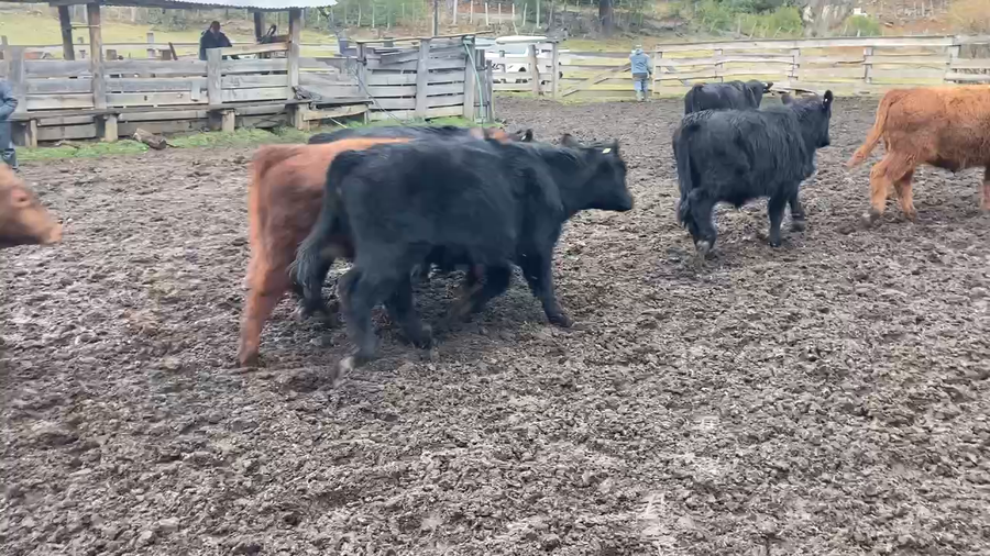 Lote 29 Ternero en Río Ibáñez, XI Región Aysén