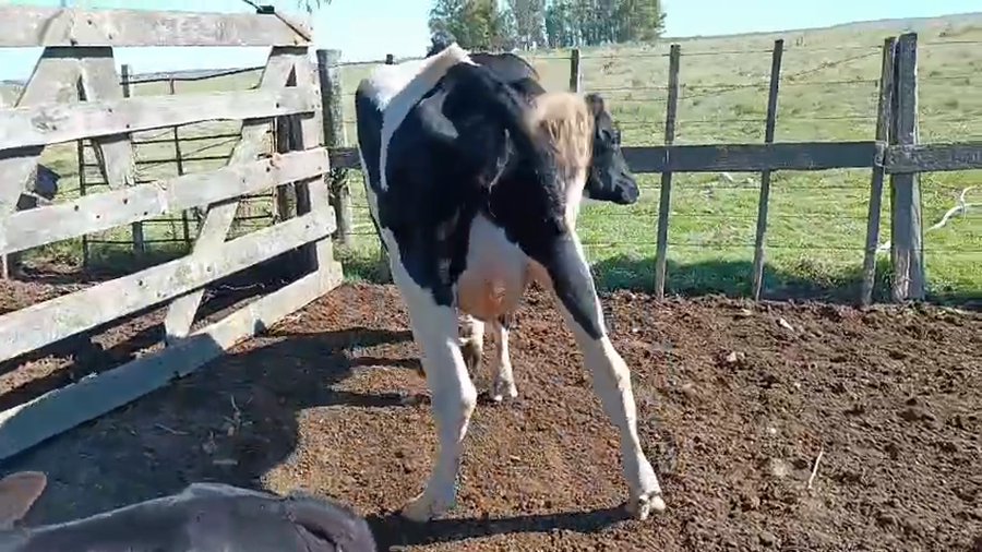 Lote Vaquillonas  a remate en Pantalla Camy - Aniversario 31 Años 500kg - , San José