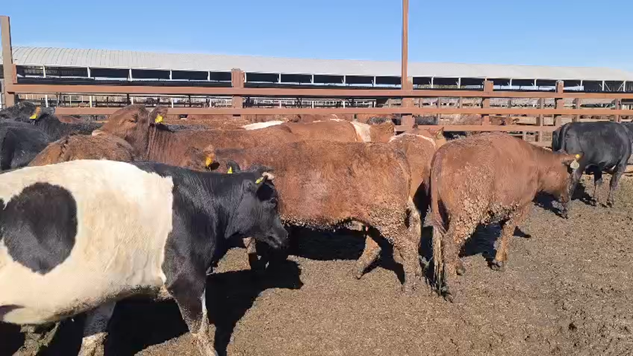 Lote 45 Vaquilla Gorda en Los Ángeles, VIII Región Biobío