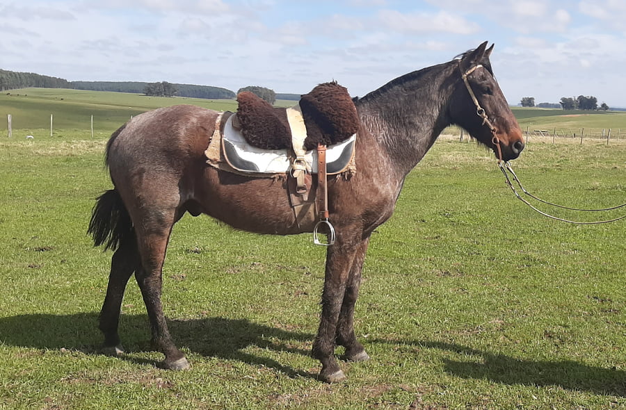Lote Retobado De Don Pedro (RP 01) - Cabaña Don Pedro